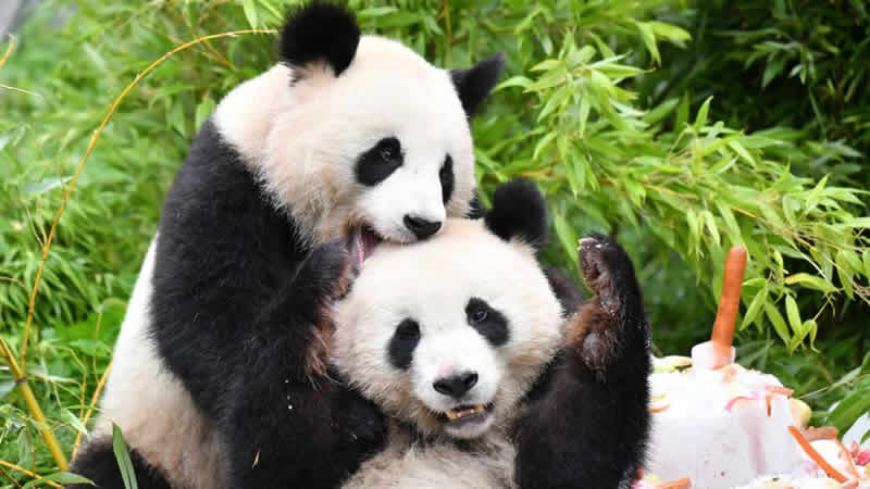 德国出生的大熊猫双胞胎梦想和梦圆